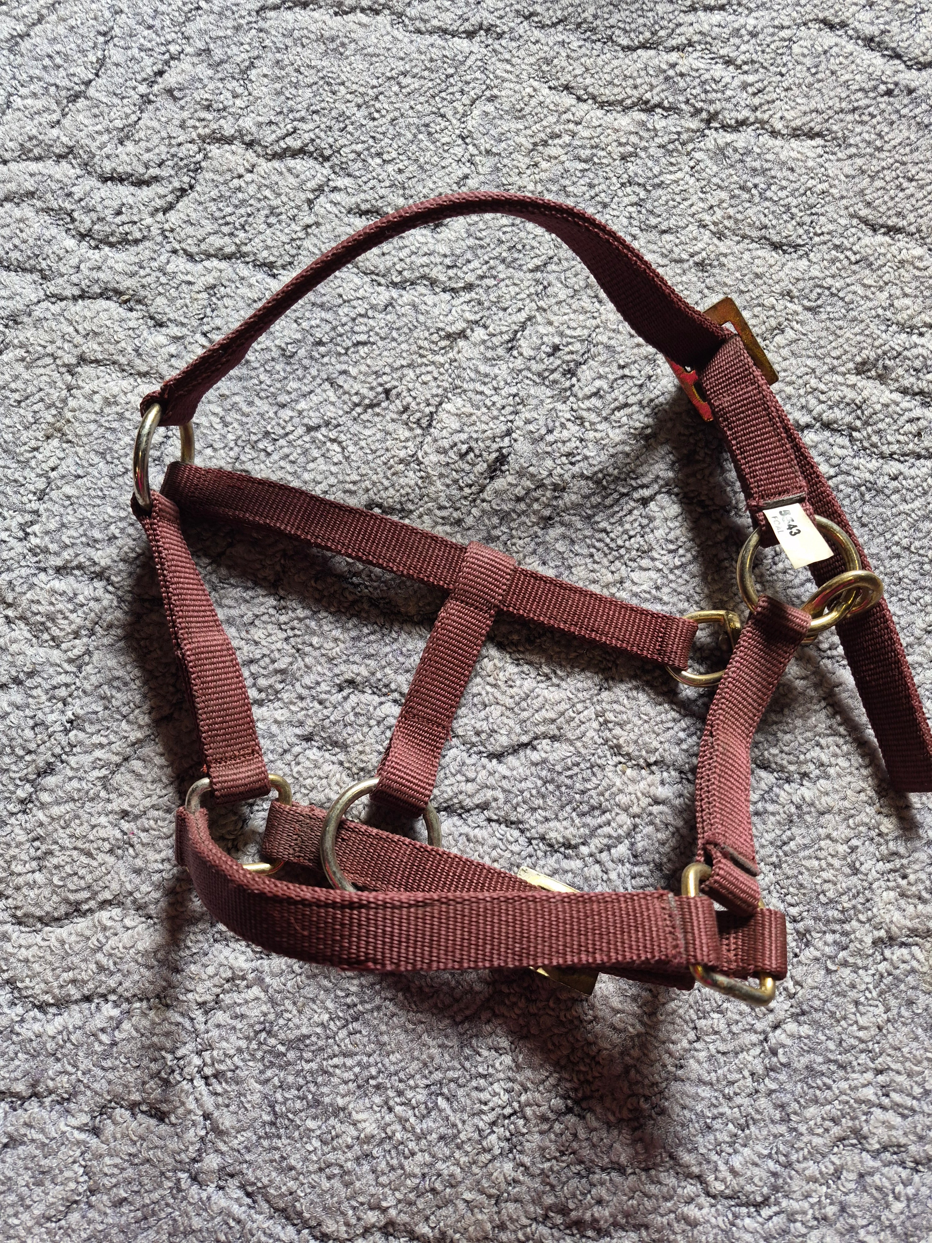 Kantar foal [ źrebięcy ] bordowy